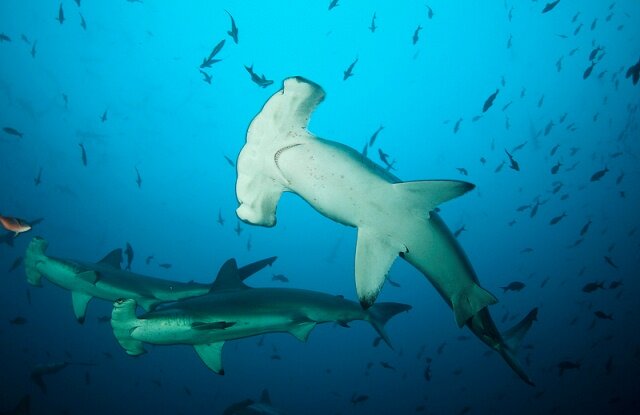 Photo by Surtrek Ecuador & Galapagos Tours