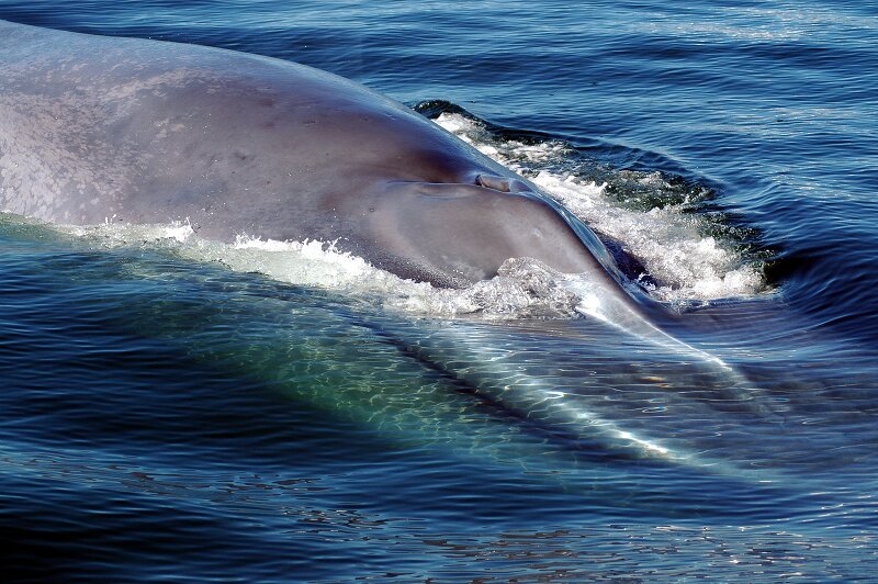 Photo by Whitley Fund for Nature