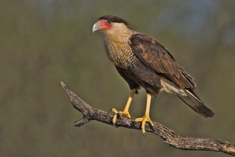 Crested caracara Crested caracara