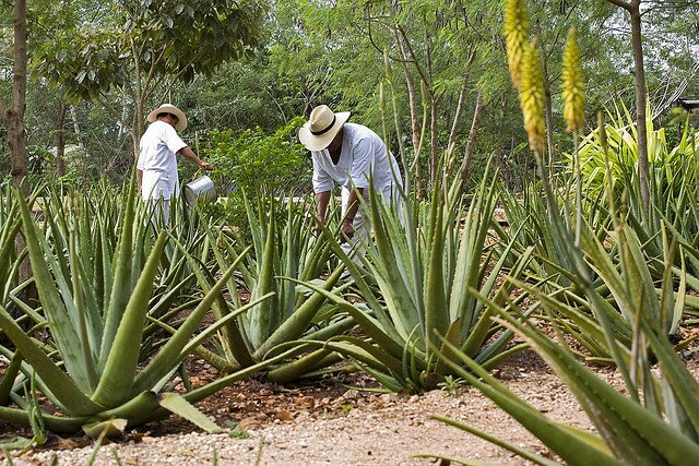 Agave plantation, Hacienda Temozón, México