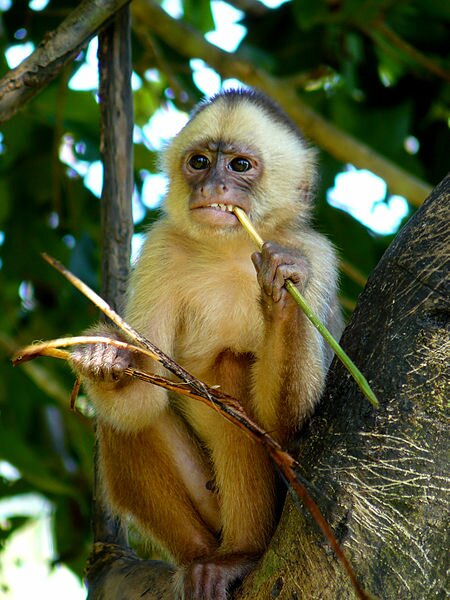Capuchin monkey - Photo by Whaldener Endo Photo by Photo by Whaldener Endo