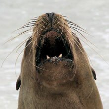 sea lion