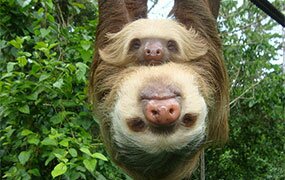 photo provided by Tirimbina Rainforest Center, Costa Rica
