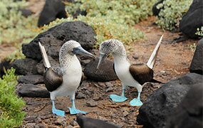 photo provided by Surtrek Ecuador & Galapagos Tours