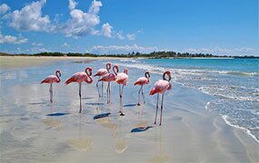 photo provided by Surtrek Ecuador & Galapagos Tours